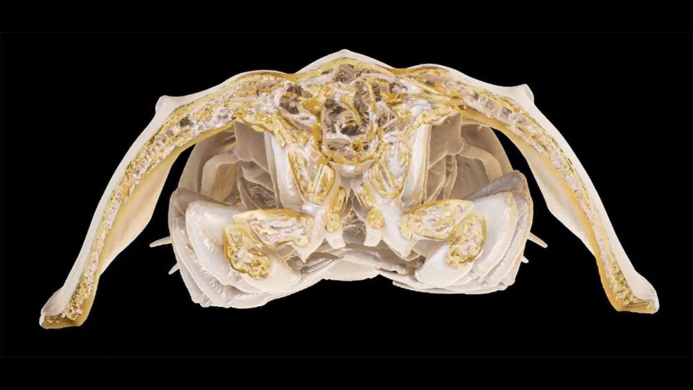 カブトガニの内部をViewtifyで3DCGにした動画が話題－瀬尾 拡史