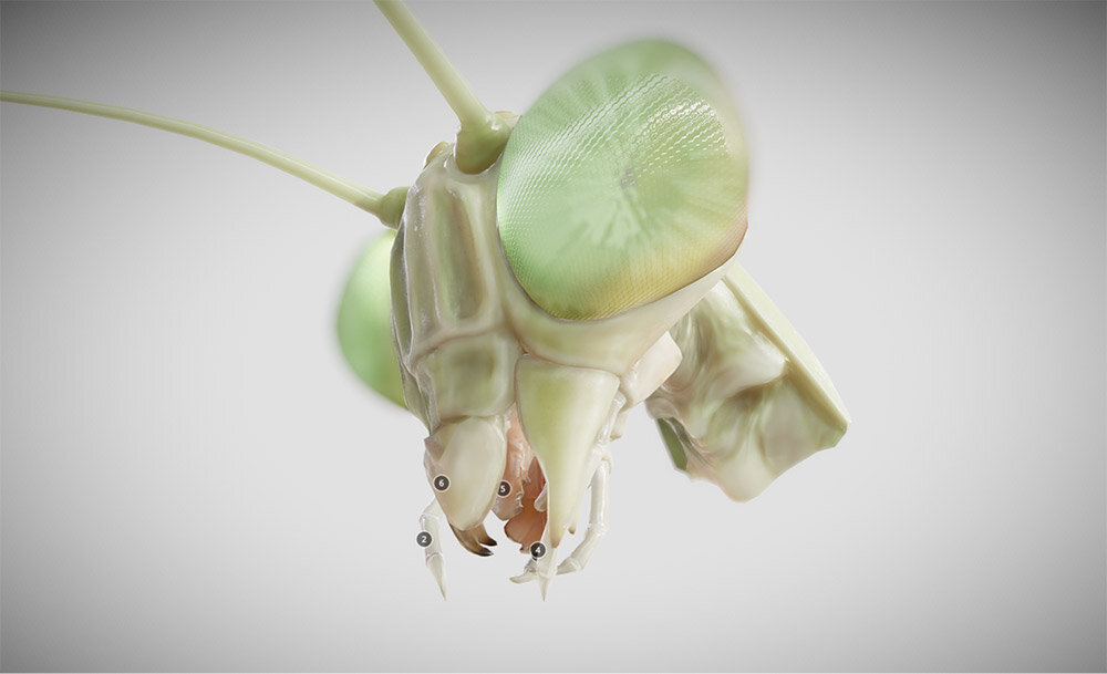 「自然やばい！」ー昆虫・恐竜・絶滅生物を3DCGで精緻に再現するBoycraftの世界