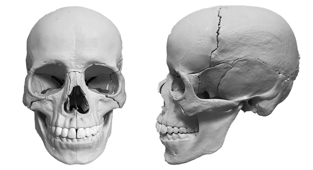 誰だって人が描きたい！＞＞No.2 キャラ描き分けに効く！頭蓋骨スケッチ