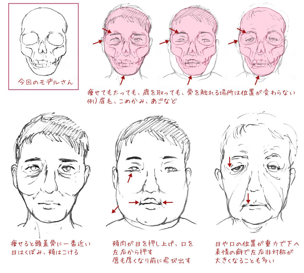 誰だって人が描きたい No 2 キャラ描き分けに効く 頭蓋骨スケッチ